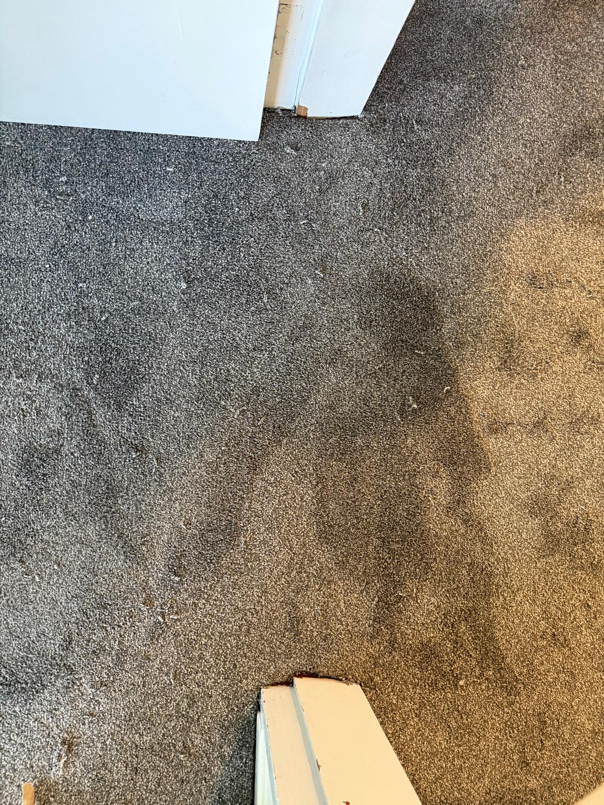 Carpet showing a clear line between a dark soiled section and a freshly cleaned lighter section