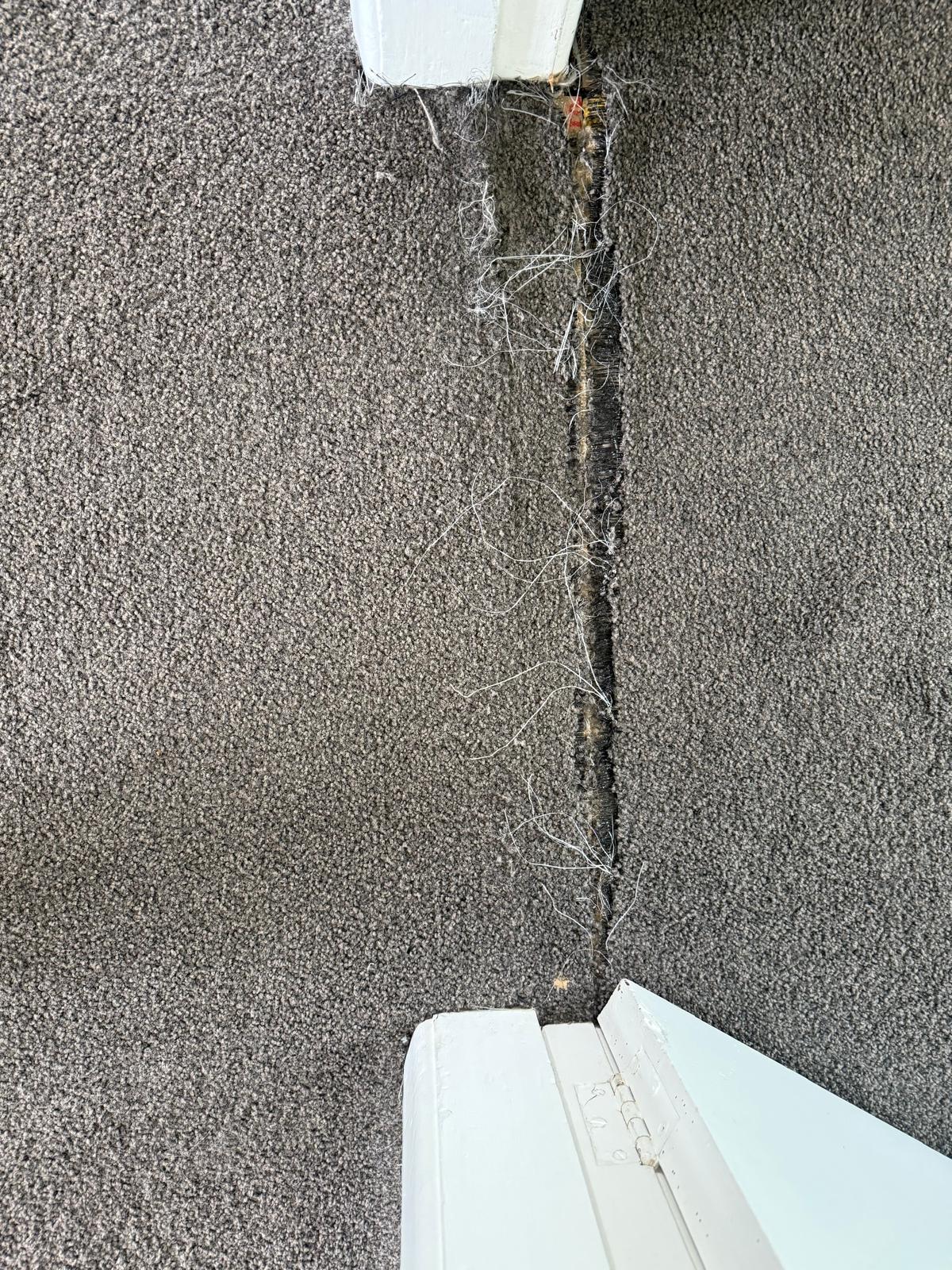 Grey carpet with a split open seam and frayed backing before a re-seam repair